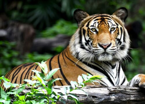 Bharatpur - Ranthambore Wildlife Tour