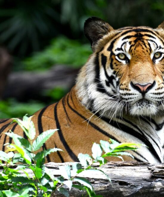 Bharatpur - Ranthambore Wildlife Tour