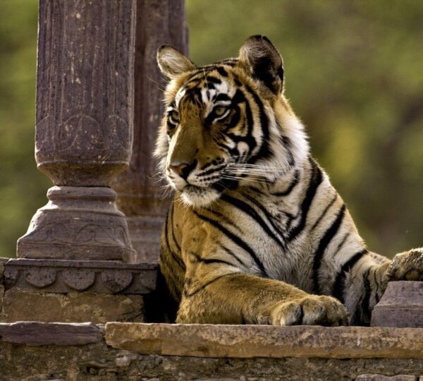 The majestic Bengal tiger is the star attraction of Ranthambore National Park, drawling wildlife enthusiasts and photographers worldwide. Spot these magnificent predators in their natural habitat amid scenic forests, lakes and ruins. A thrilling safari experience awaits in Rajasthan’s wilderness.