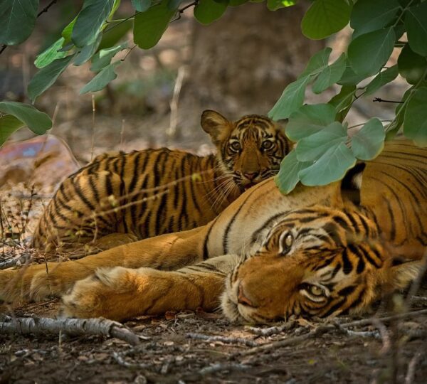 Ranthambore, a top wildlife destination in India is renowned for its majestic Bengal tigers. Explore Ranthambore National Park’s diverse flora and fauna, ancient ruins and scenic lakes. A paradise for photographers and nature lovers, offering thrilling jungle safaris and heritage experiences.