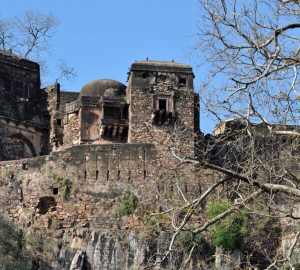 Ranthambore’s wildlife offers an unforgettable safari experience, featuring Bengal tigers, leopards, sloth bears and diverse bird species. Explore lush forests, picturesque lakes and ancient ruins within Ranthambore National Park. A paradise for wildlife enthusiasts, photographers and nature lovers in India.