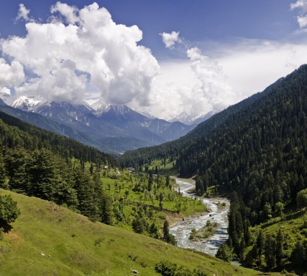 The forests of Jammu & Kashmir boast lush greenery, rich biodiversity, and serene landscapes. Home to exotic wildlife, including Kashmiri stag and snow leopards, these forests offer trekking, nature walks, and eco-tourism experiences, making them a paradise for nature lovers.
