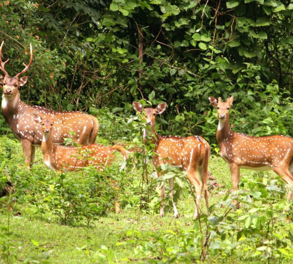 Kaziranga National Park is home to diverse deer species, including swamp deer (barasingha), hog deer and spotted deer. These graceful creatures roam the park’s grasslands, offering wildlife enthusiasts and photographers a chance to witness their beauty in a natural habitat.
