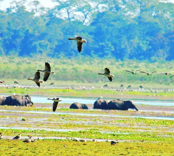 Kaziranga National Park is a wildlife haven, home to the iconic one-horned rhinoceros, Bengal tigers, elephants and wild buffaloes. Lush grasslands, wetlands and forests support diverse fauna, offering unforgettable safari adventures for nature lovers and wildlife photographers in Assam.