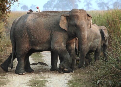 Kaziranga National Park Tour