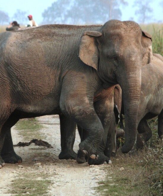 Kaziranga National Park Tour