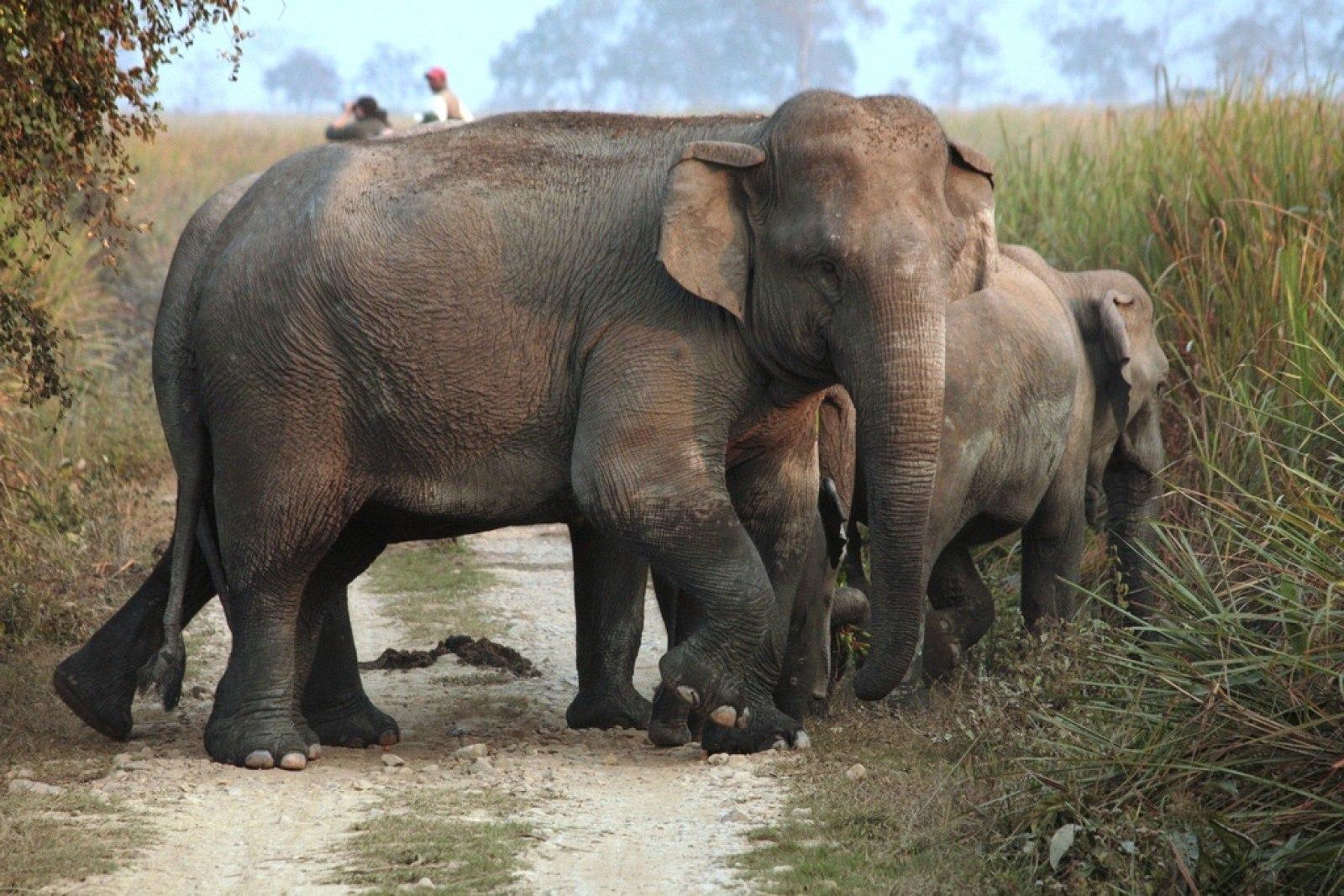 Kaziranga National Park Tour