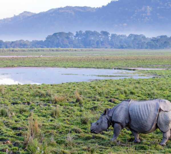 Kaziranga National Park is renowned for its majestic one-horned rhinoceroses, a UNESCO-listed wildlife treasure. Home to the world’s largest population, these rhinos roam freely in lush grasslands, offering thrilling safari experiences for nature lovers and wildlife enthusiasts in Assam’s wilderness.