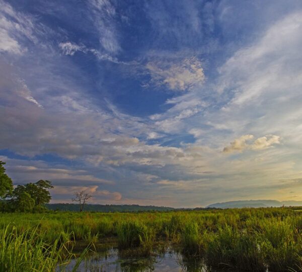 Kaziranga National Park, a UNESCO World Heritage Site in India, is famed for its one-horned rhinoceroses, rich biodiversity and lush landscapes. Enjoy thrilling jeep safaris, birdwatching and serene river views while exploring this wildlife paradise in Assam’s natural wonderland.
