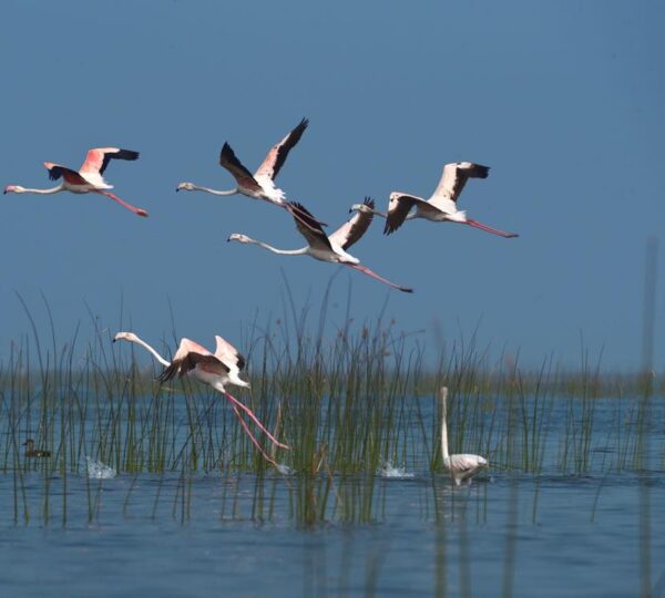 Kaziranga National Park is a birdwatcher’s paradise, home to rare and migratory species like pelicans, storks and eagles. Its wetlands and grasslands attract vibrant avian life, offering an unforgettable experiences for nature lovers and wildlife photographers amid serene natural beauty.
