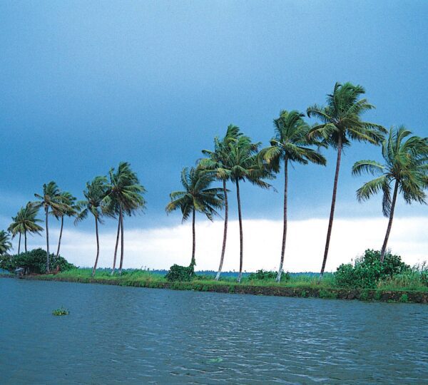 Kerala’s natural beauty captivates tourists with its lush green landscapes, misty hill stations, serene backwaters, and pristine beaches. Waterfalls, wildlife sanctuaries, and vibrant paddy fields create a paradise for nature lovers, offering a refreshing escape into tranquility and scenic charm.