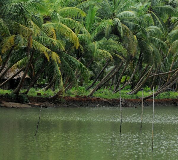 Kerala’s coconut farming is a vital part of its landscape and culture, attracting tourists to lush plantations. Visitors explore traditional harvesting methods, enjoy fresh coconut products, and witness tree climbing demonstration, experiencing the authentic rural charm of “God’s Own Country.”