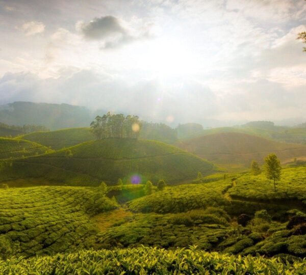 Kerala’s lush plantations attract tourists with vibrant tea, coffee, and spice cultivation. Munnar’s tea estates and Wayanad’s coffee farms offer scenic views and guided tours. Visitors explore fragrant spice gardens, experiencing Kerala’s rich agricultural heritage and breathtaking natural beauty firsthand.