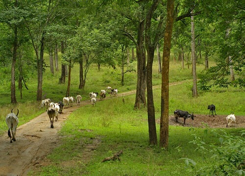 Nature & Wildlife Tours